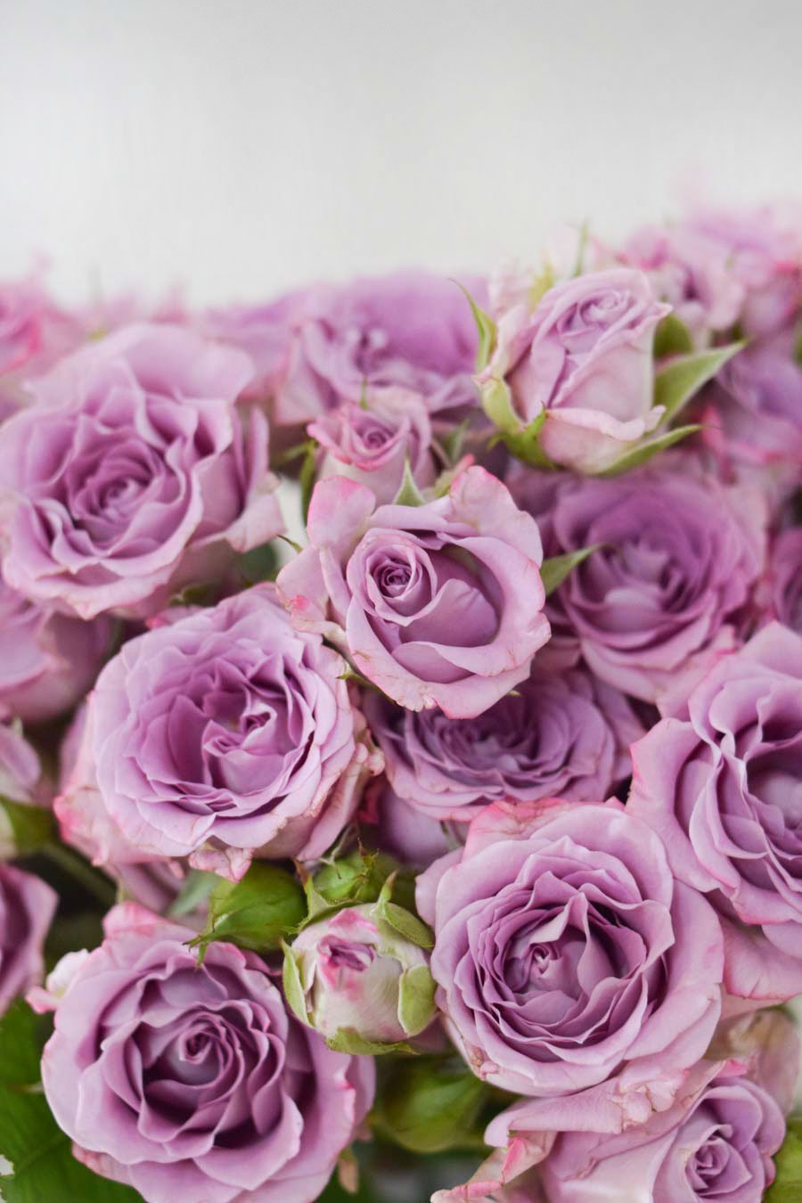 rosa spray
